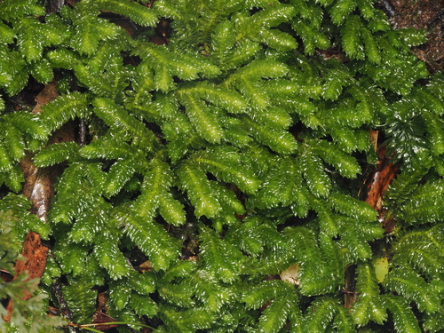 Schistochila nobilis observed 2026-06-07