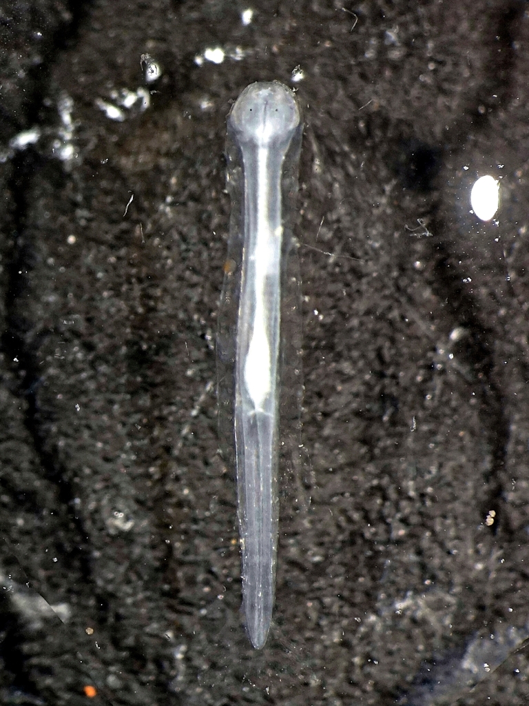 Pterosagittidae