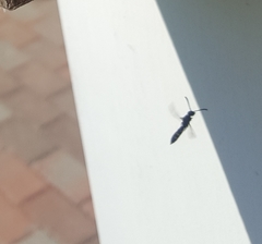 Monosapyga clavicornis