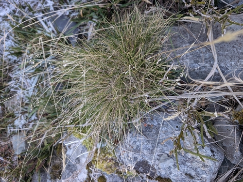 Poa colensoi observed 2026-05-18