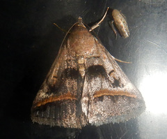Acantholipes trajecta