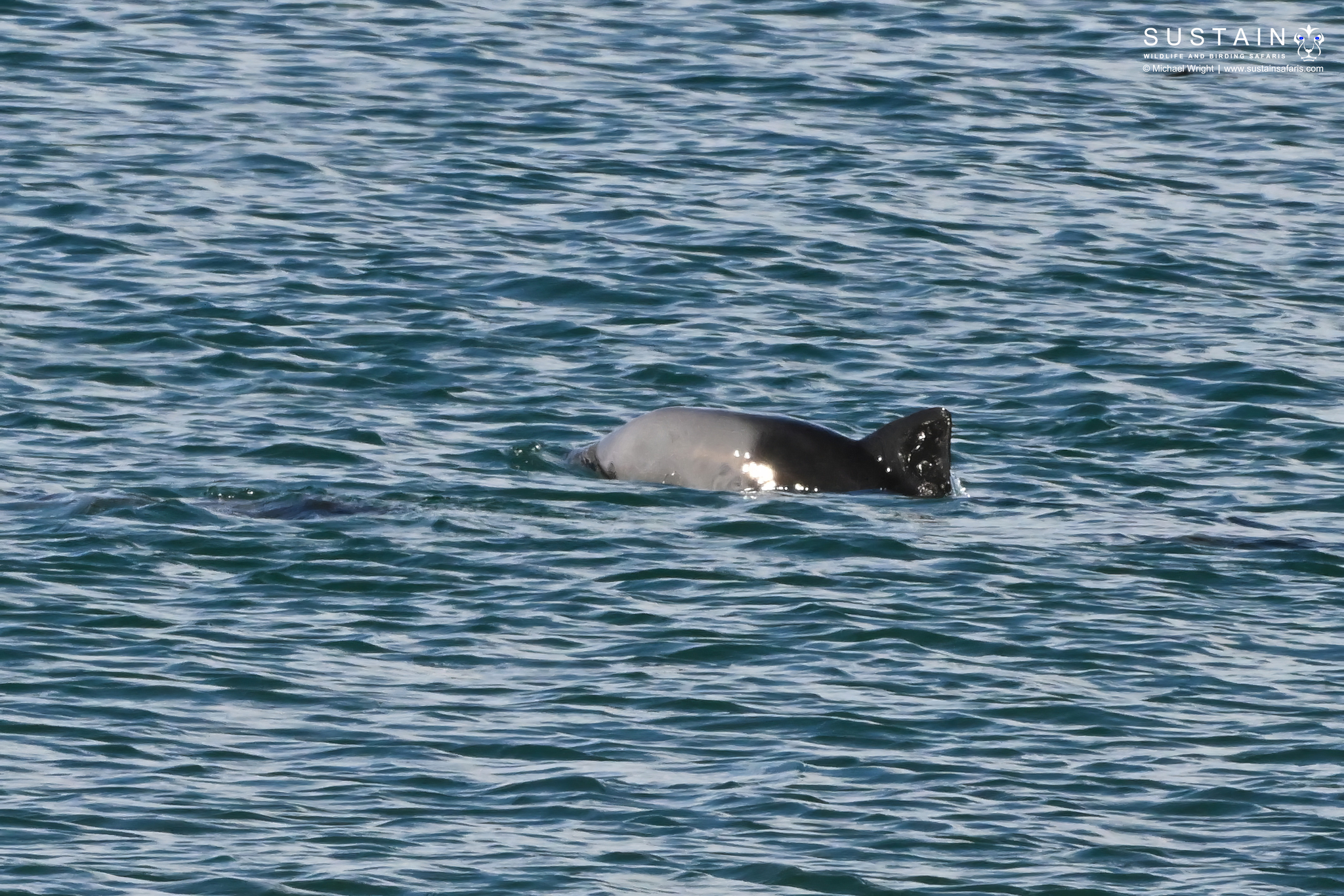 Cephalorhynchus heavisidii