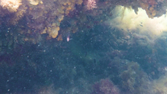 Trachinops caudimaculatus