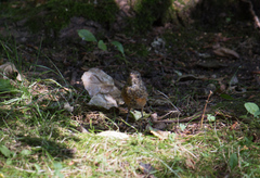 Phoenicurus phoenicurus