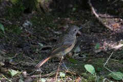 Phoenicurus phoenicurus