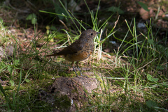 Phoenicurus phoenicurus