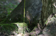 Phoenicurus phoenicurus