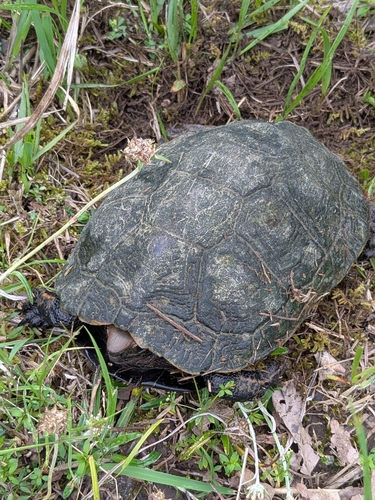 Japanese pond turtle