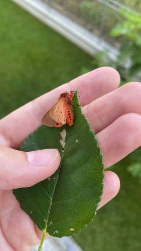 Ruby Tiger Moth