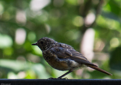 Phoenicurus phoenicurus