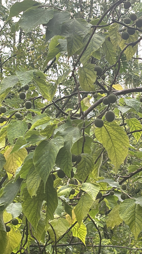 Paper mulberry