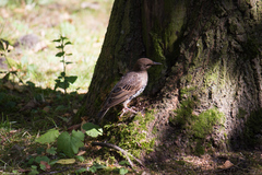 Sturnus vulgaris