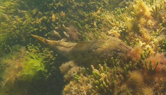 Platycephalus laevigatus
