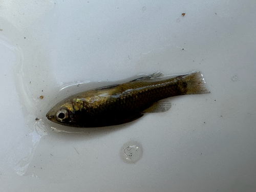 Western pygmy perch (Nannoperca vittata) — Percichthyidae — 5