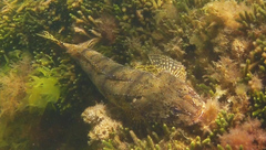 Platycephalus laevigatus