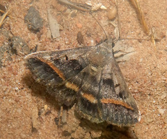 Acantholipes trajecta
