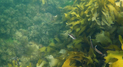 Trachinops caudimaculatus