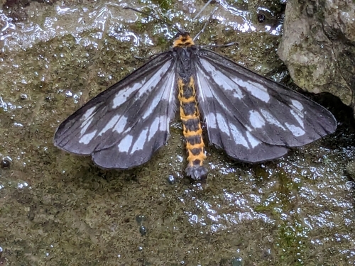 Cystidia truncangulata