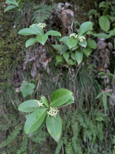 fortune's spindle