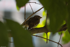 Passer domesticus