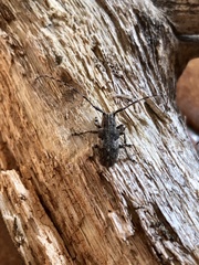 Mesosa nebulosa