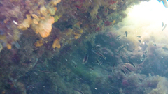 Trachinops caudimaculatus