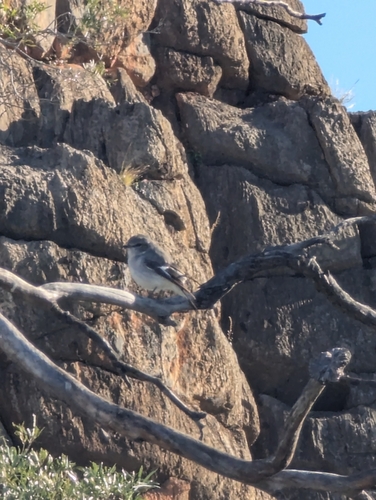 Hooded Robin