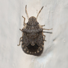 Sciocoris sideritidis