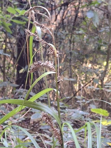 Carex forsteri, photograph 5
