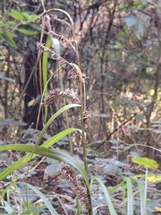 Carex forsteri, photograph (c) Mel Whiting, some rights reserved (CC BY)