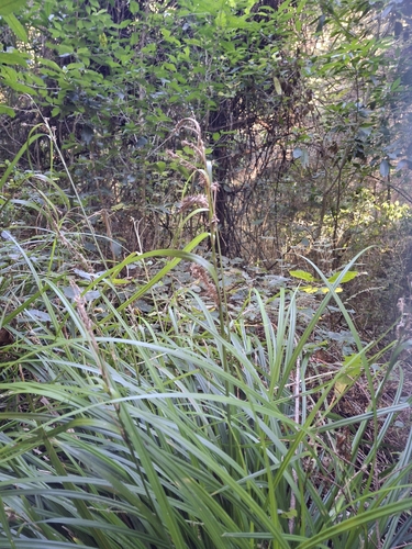 Carex forsteri, photograph 6