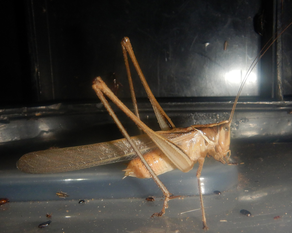 Chinnandectes