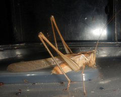 Chinnandectes neenan