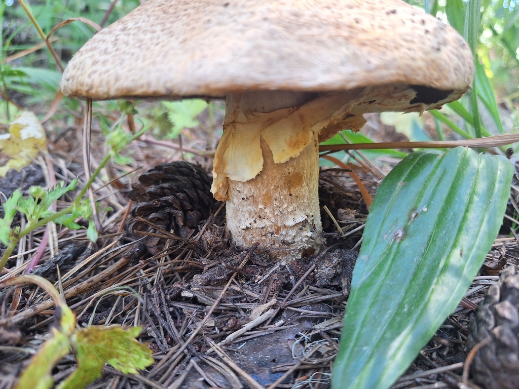 The Prince · June 2026 · photo: Photo: no rights reserved · iNaturalist