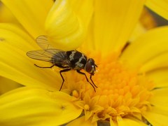 Limnophora obsignata