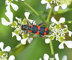 Trichodes punctatus