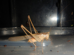 Chinnandectes neenan