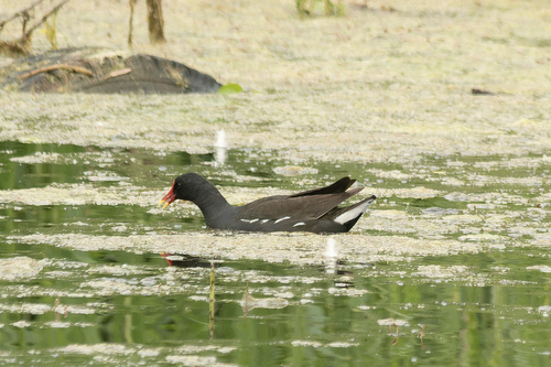 iNaturalist image