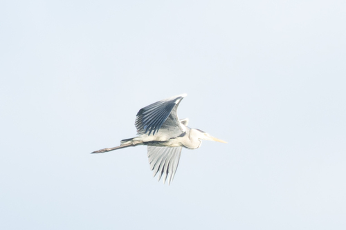 iNaturalist image