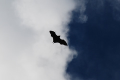 Pteropus seychellensis seychellensis