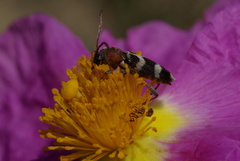 Chlorophorus trifasciatus