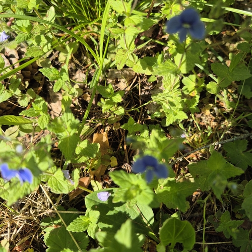 Germander Speedwell