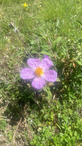 Hoary Rock-rose