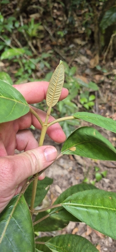 Harungana madagascariensis