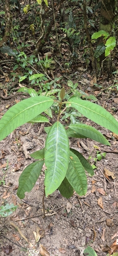 Harungana madagascariensis, photograph 2