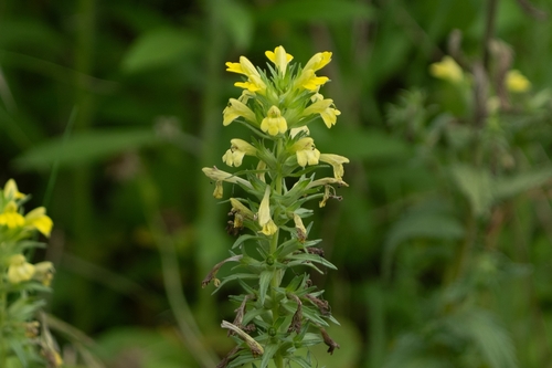 Yellow Glandweed