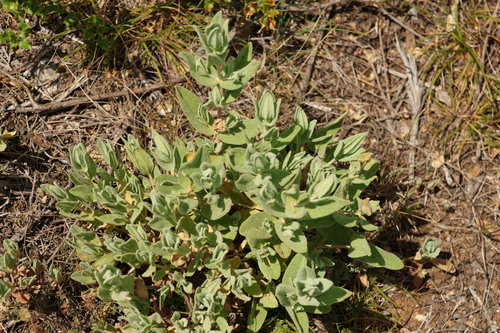 Grey-leaved Cistus