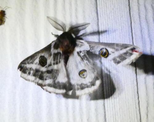 Chihuahuan Agapema