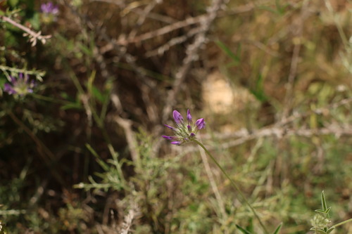arabian pea