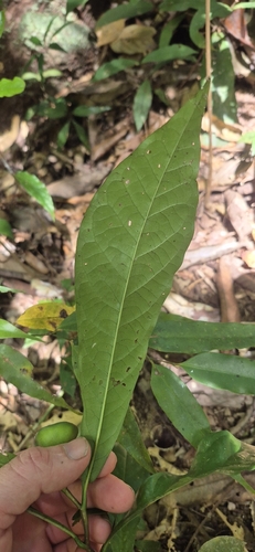 Eupomatia barbata